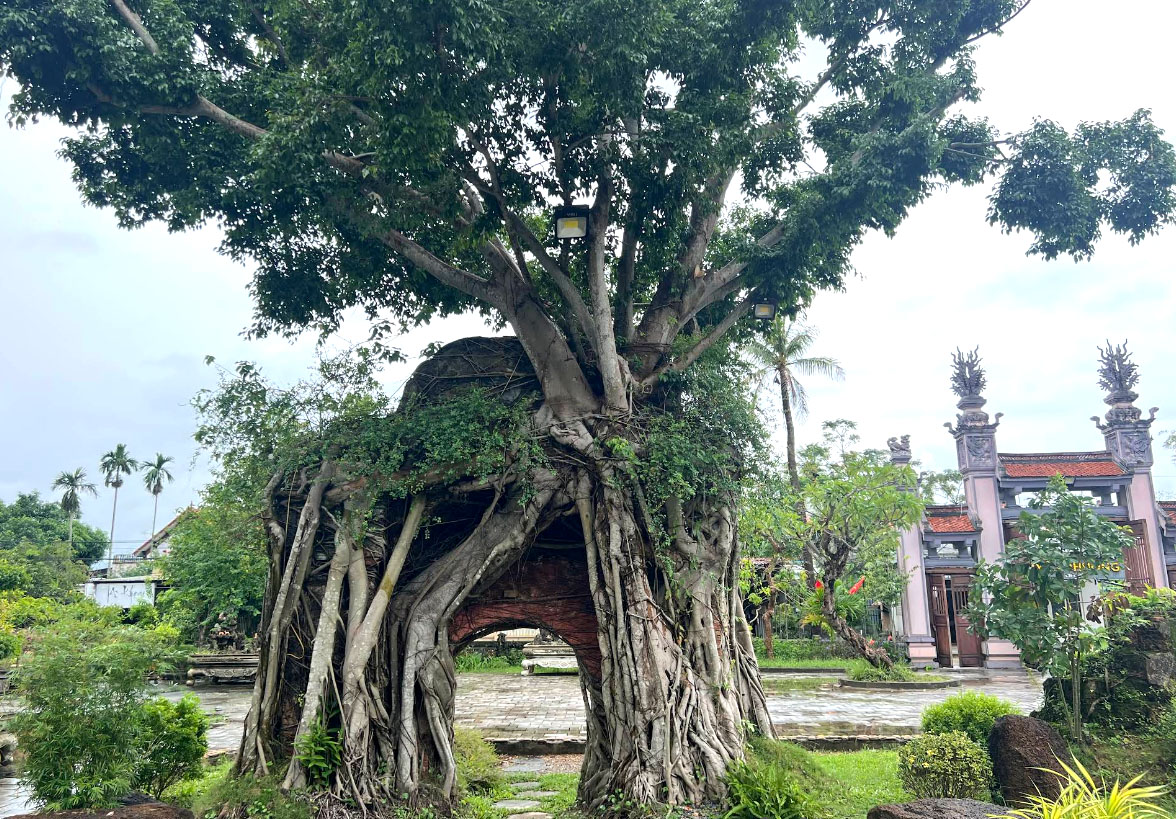 Cổng tam quan xưa được rễ cây cổ thụ quấn quanh